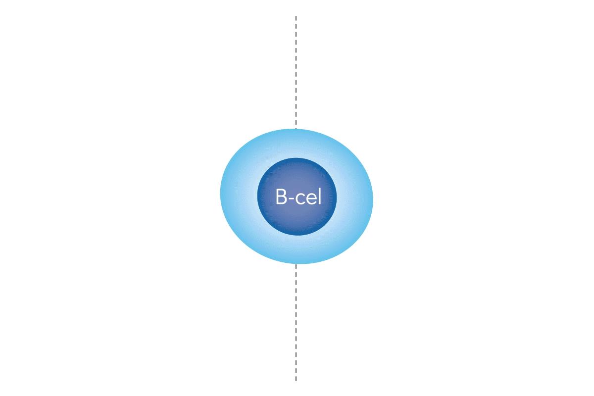 B-cel functionaliteiten