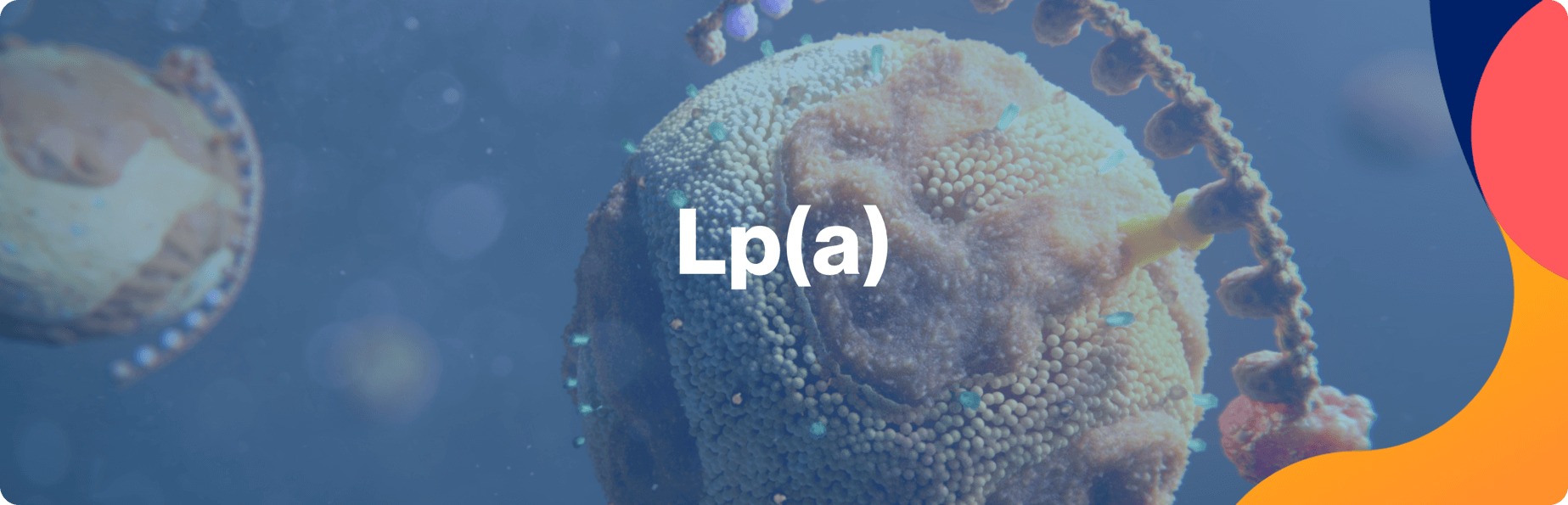 Lp(a)